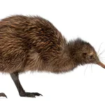 Kiwi Walking – KiwiSaver Solutions for New Zealanders