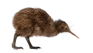 Kiwi Walking – KiwiSaver Solutions for New Zealanders